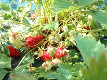 L'auberge de la tuilerie les fraisiers